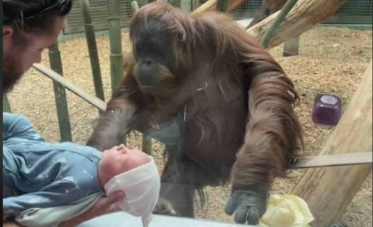 Orangotango pede para ver recém-nascido de perto (Reprodução/TikTok)